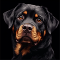 Regard perçant d’un Rottweiler