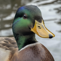 Faszinierende Begegnung mit der Tierwelt