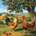 Les Poules du Verger