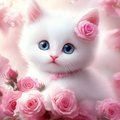 Douceur de chat au pays des roses