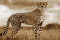 Der Gepard, Wächter des angestammten Landes