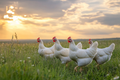 Roaming Hens