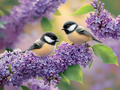 Duo délicat parmi les lilas en fleurs