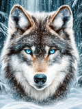 Lumière glaciale dans les yeux du loup