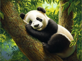 Der schlafende Panda