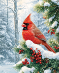 La majesté du cardinal dans la forêt